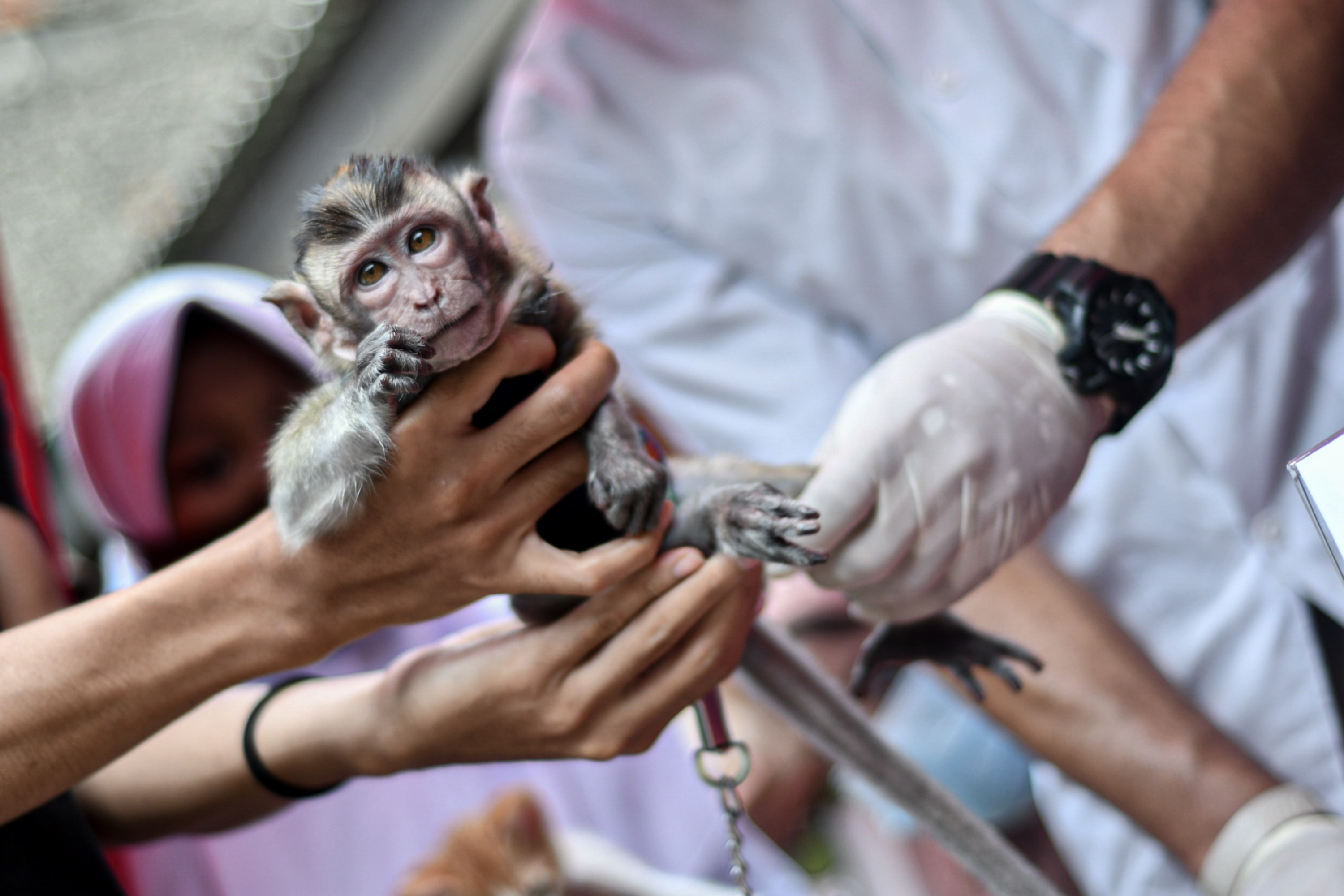 Pemeriksaan Hewan Peliharaan Gratis