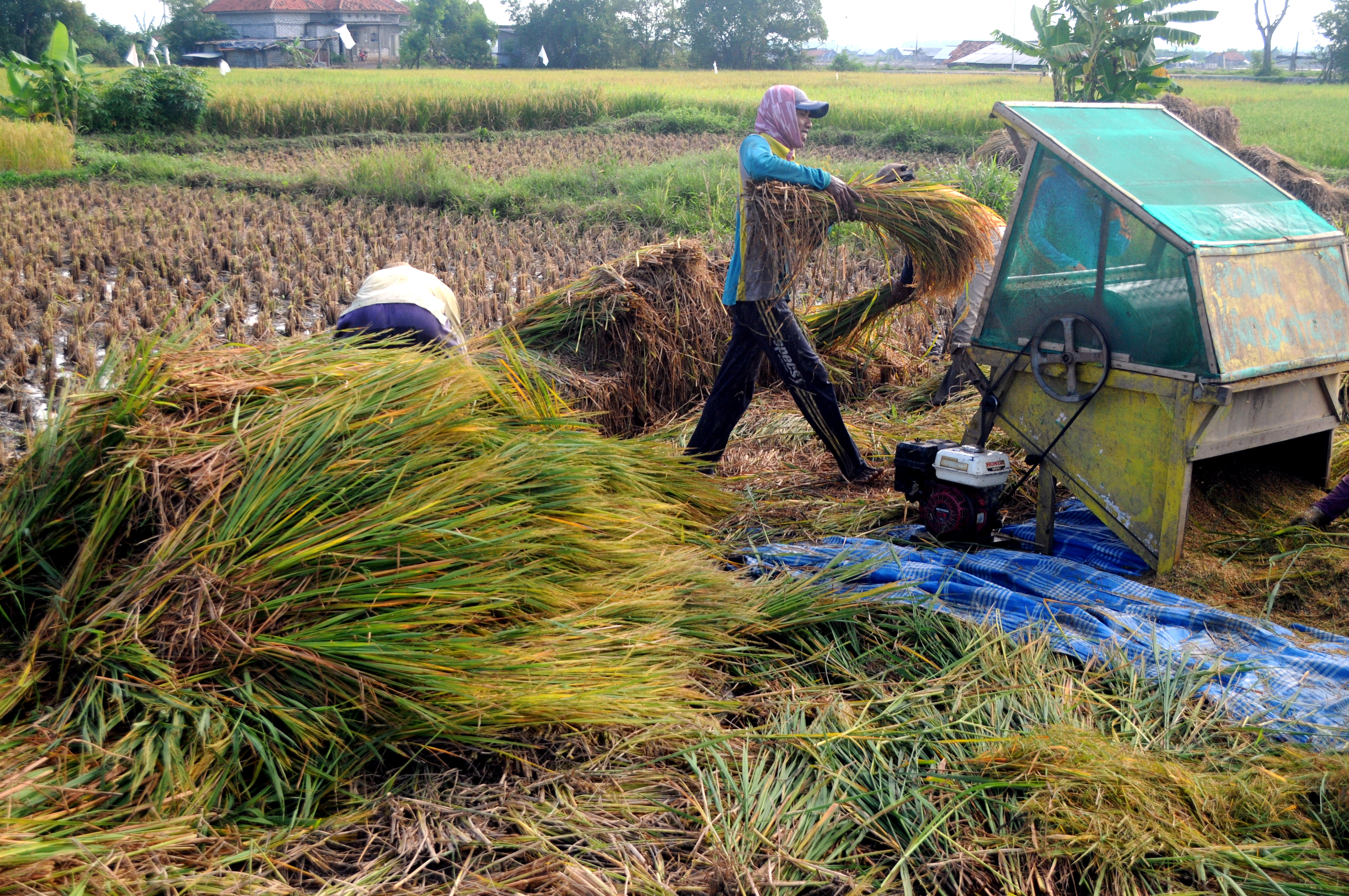 Produksi Gabah Meningkat 