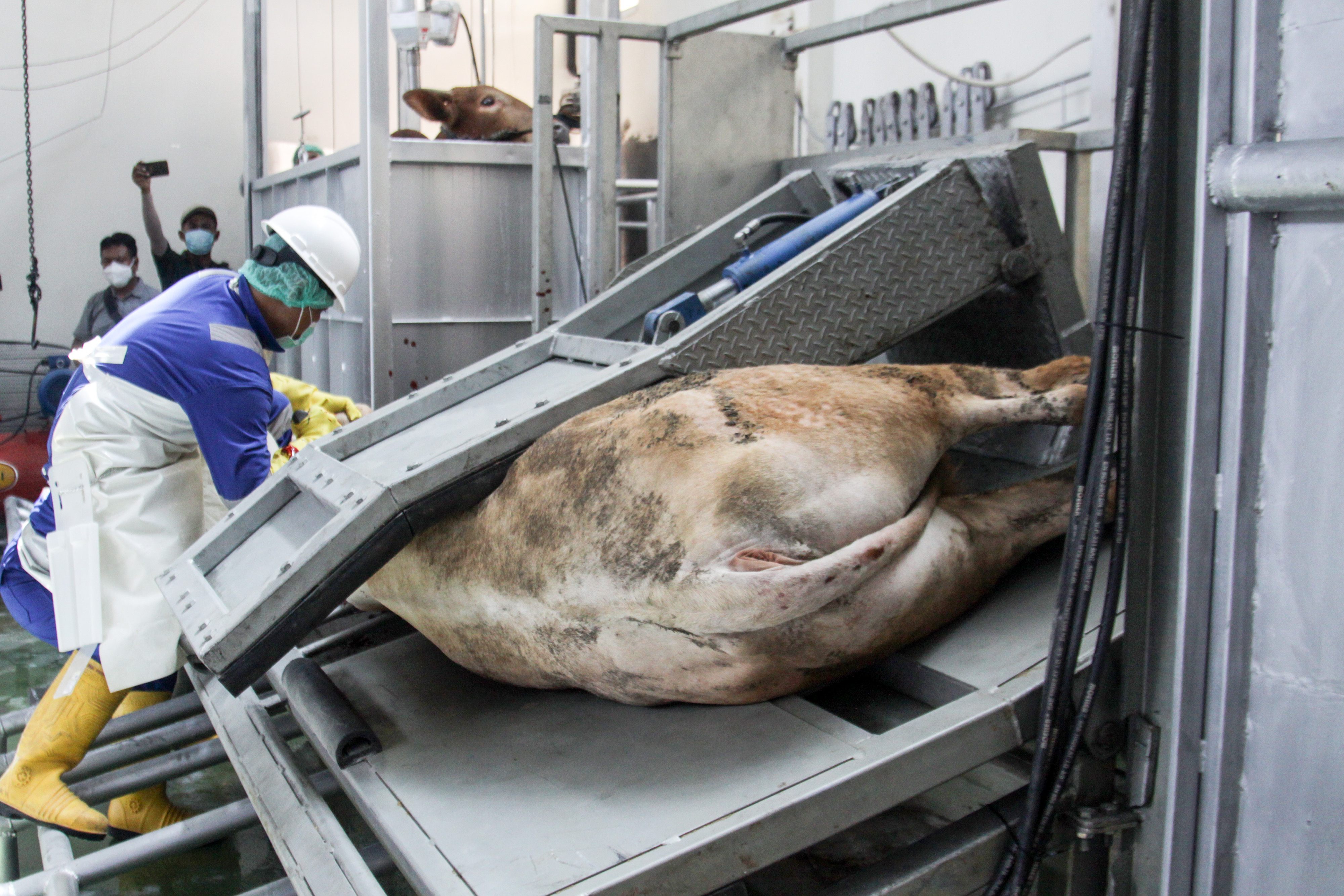 Pemotongan Hewan Berteknologi Modern