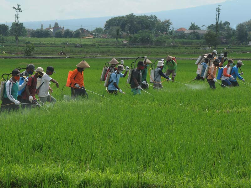Pengendalian Hama Padi Di Boyolali
