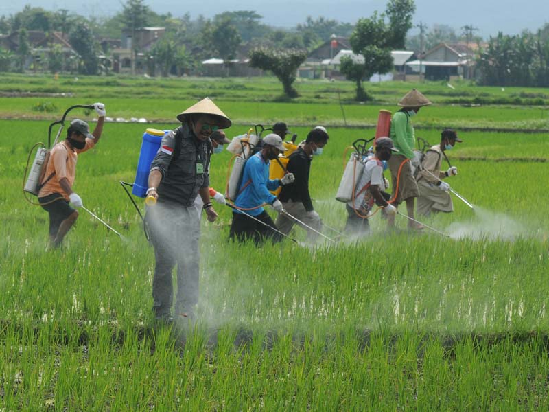 Pengendalian Hama Padi Di Boyolali