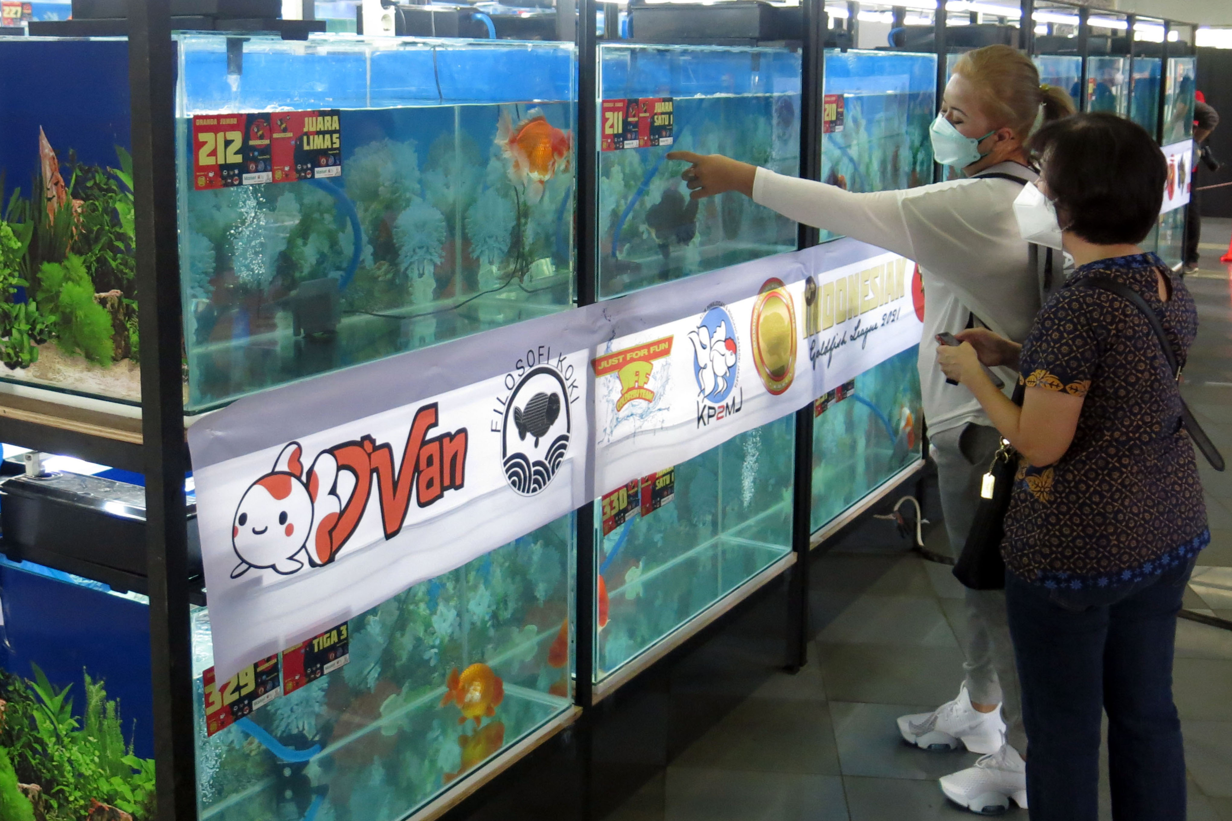 Kontes Ikan Hias Maskoki 