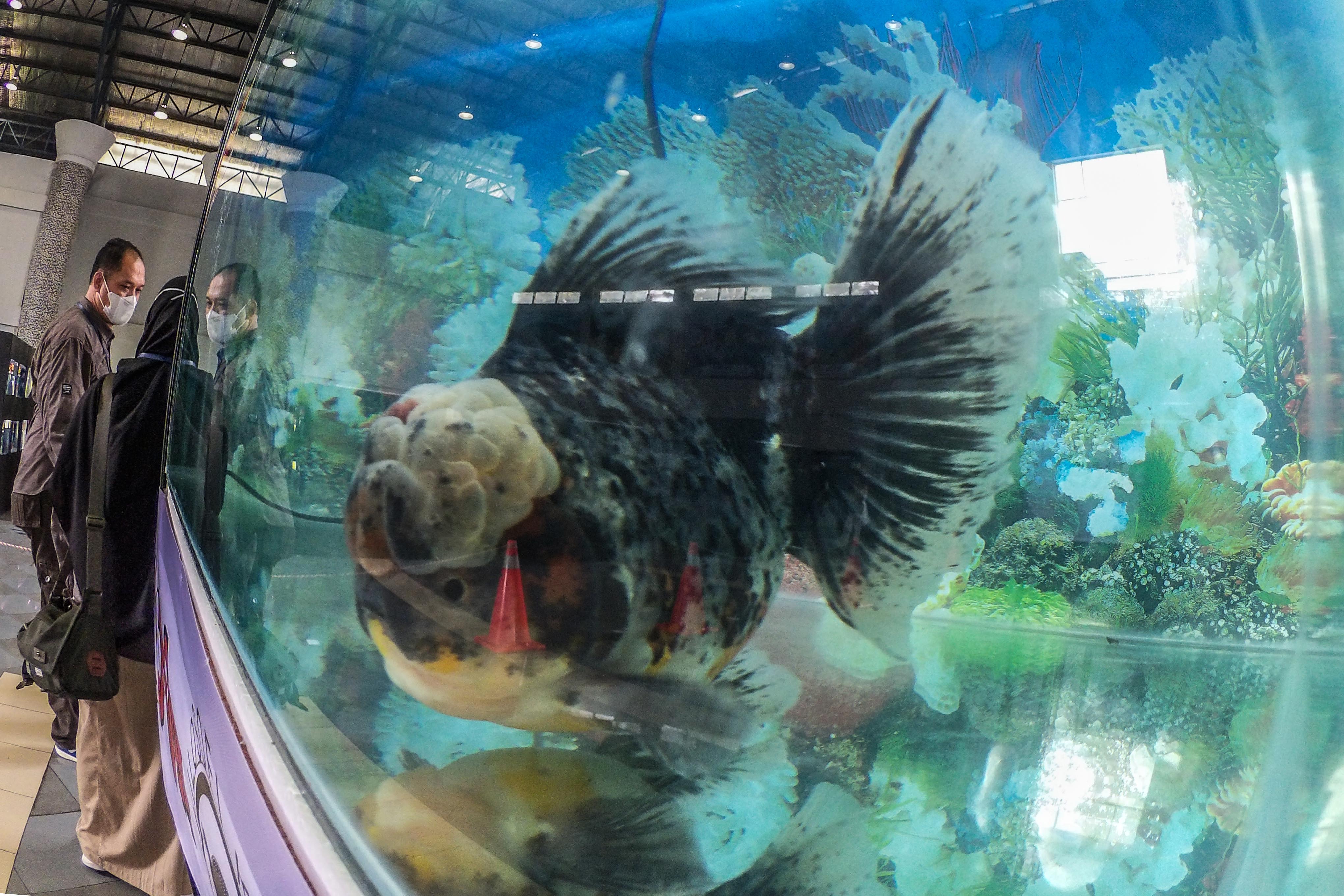 Kontes Ikan Hias Maskoki 