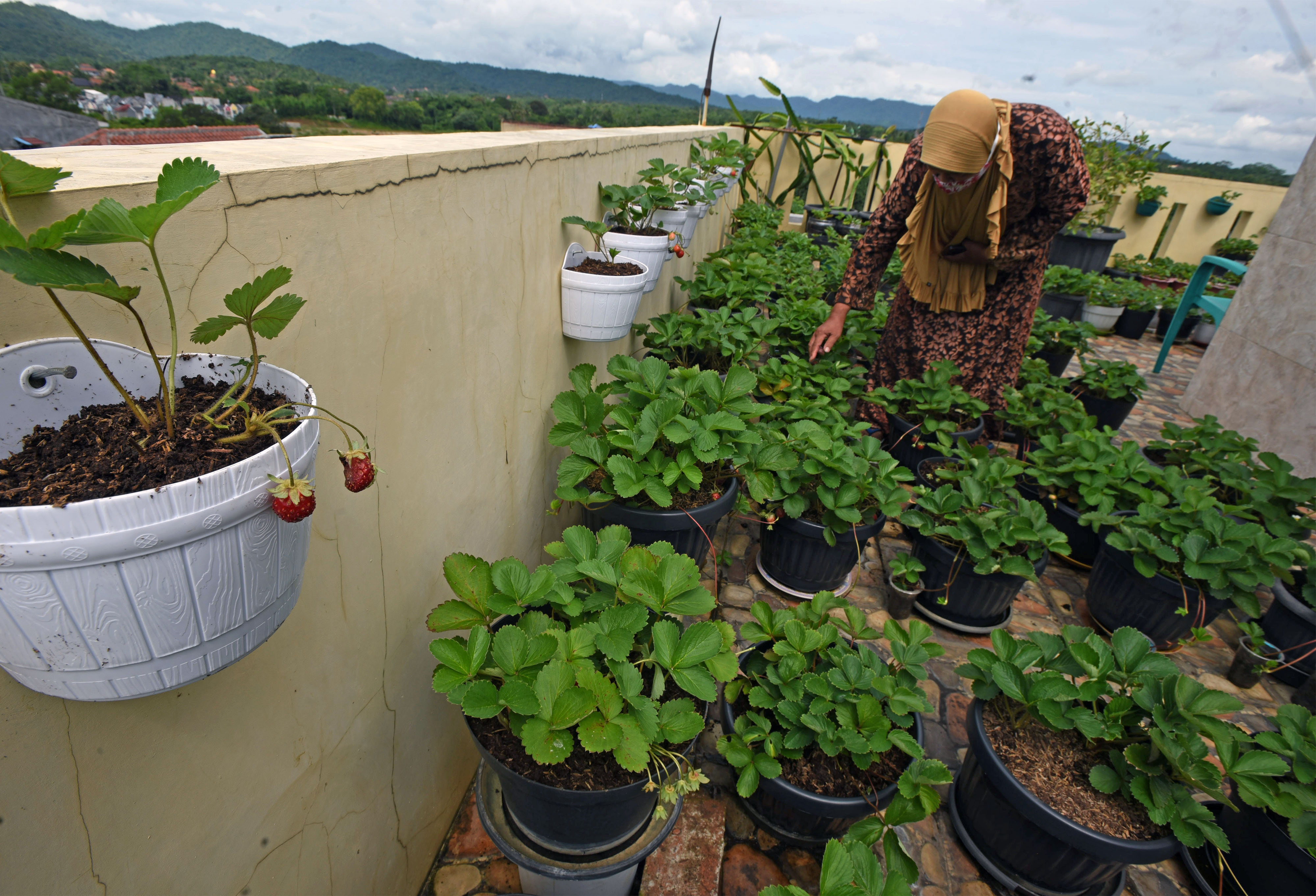 Budi Daya Tanaman Strawberry di Atap Rumah