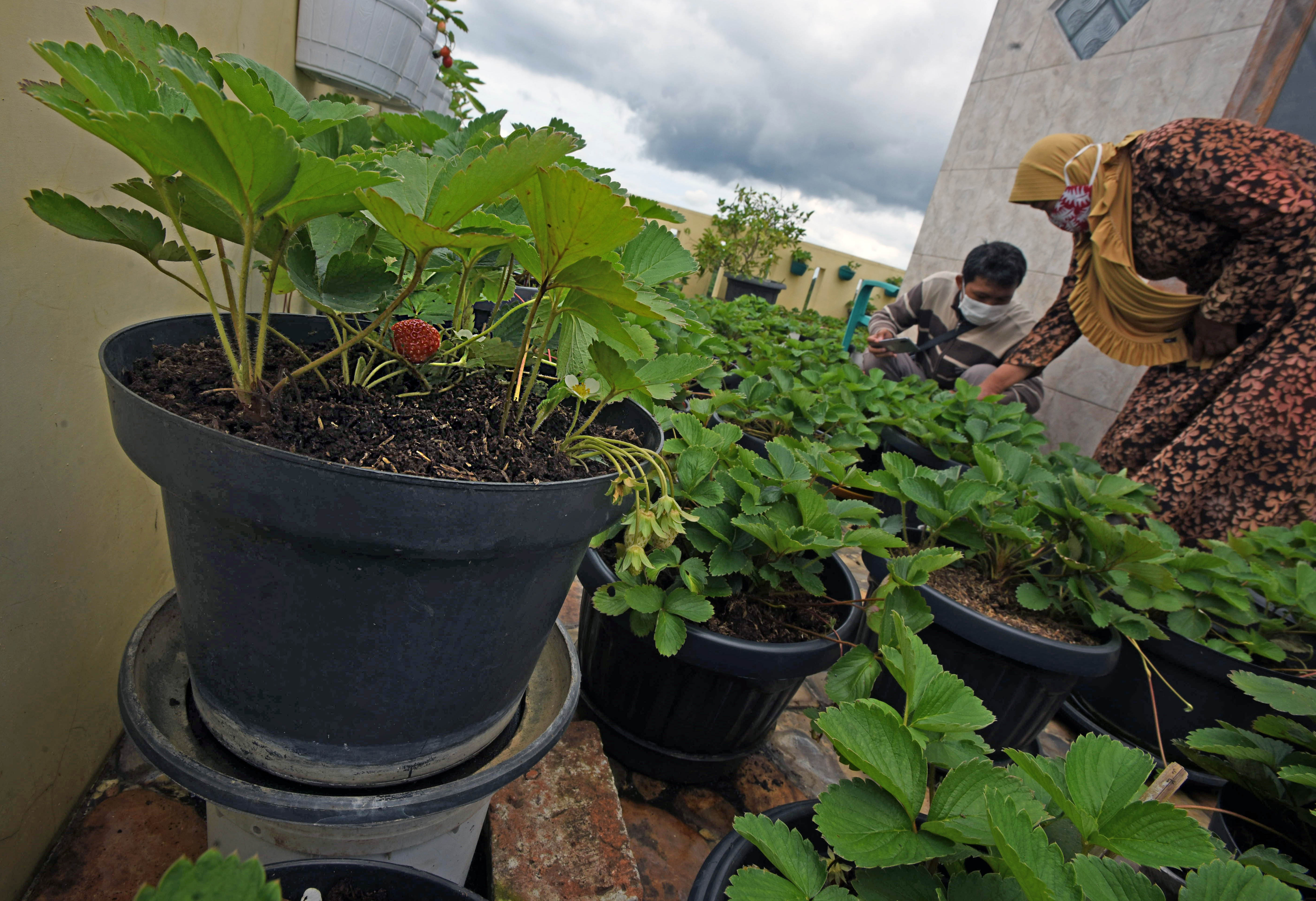 Budi Daya Tanaman Strawberry di Atap Rumah