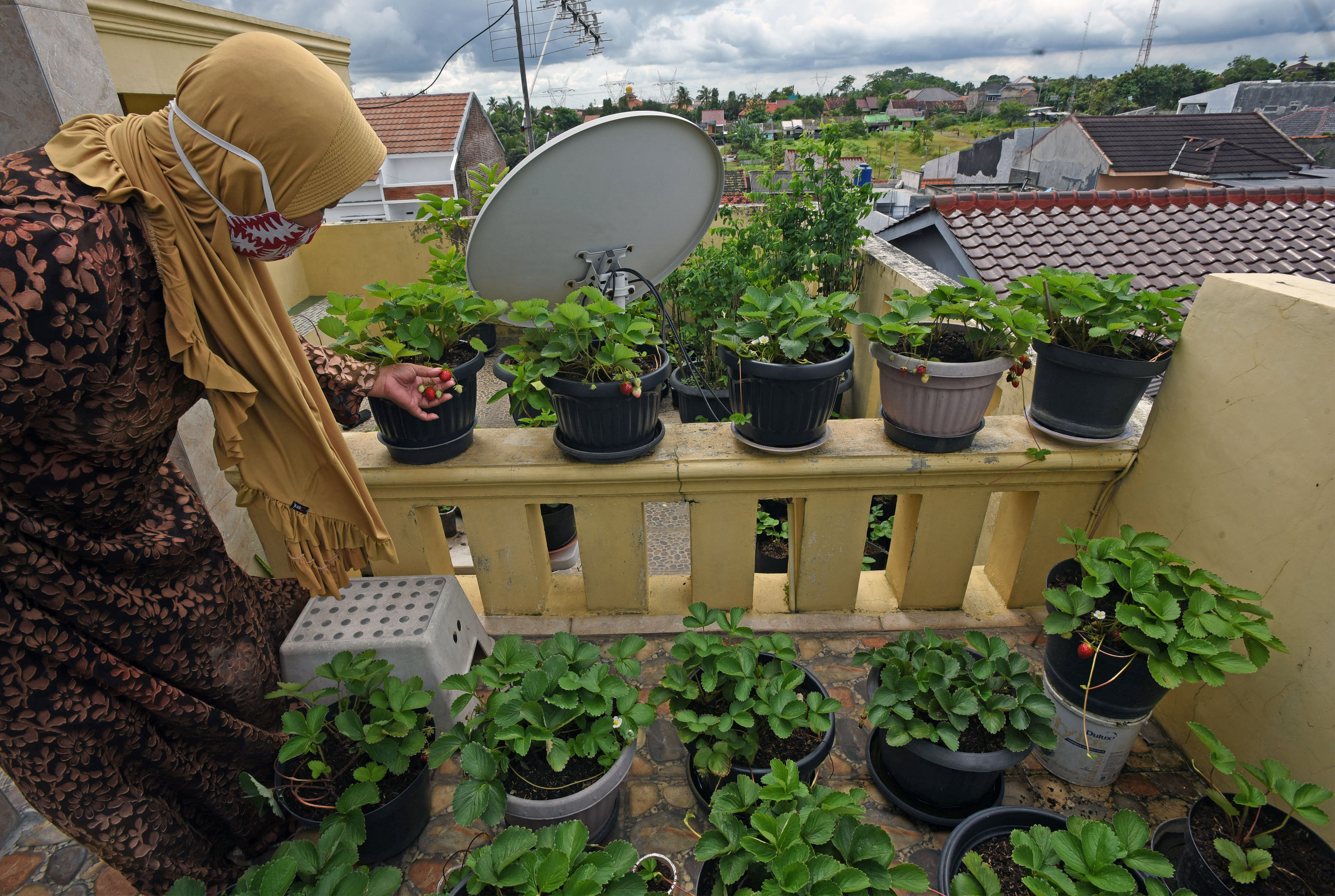 Budi Daya Tanaman Strawberry di Atap Rumah