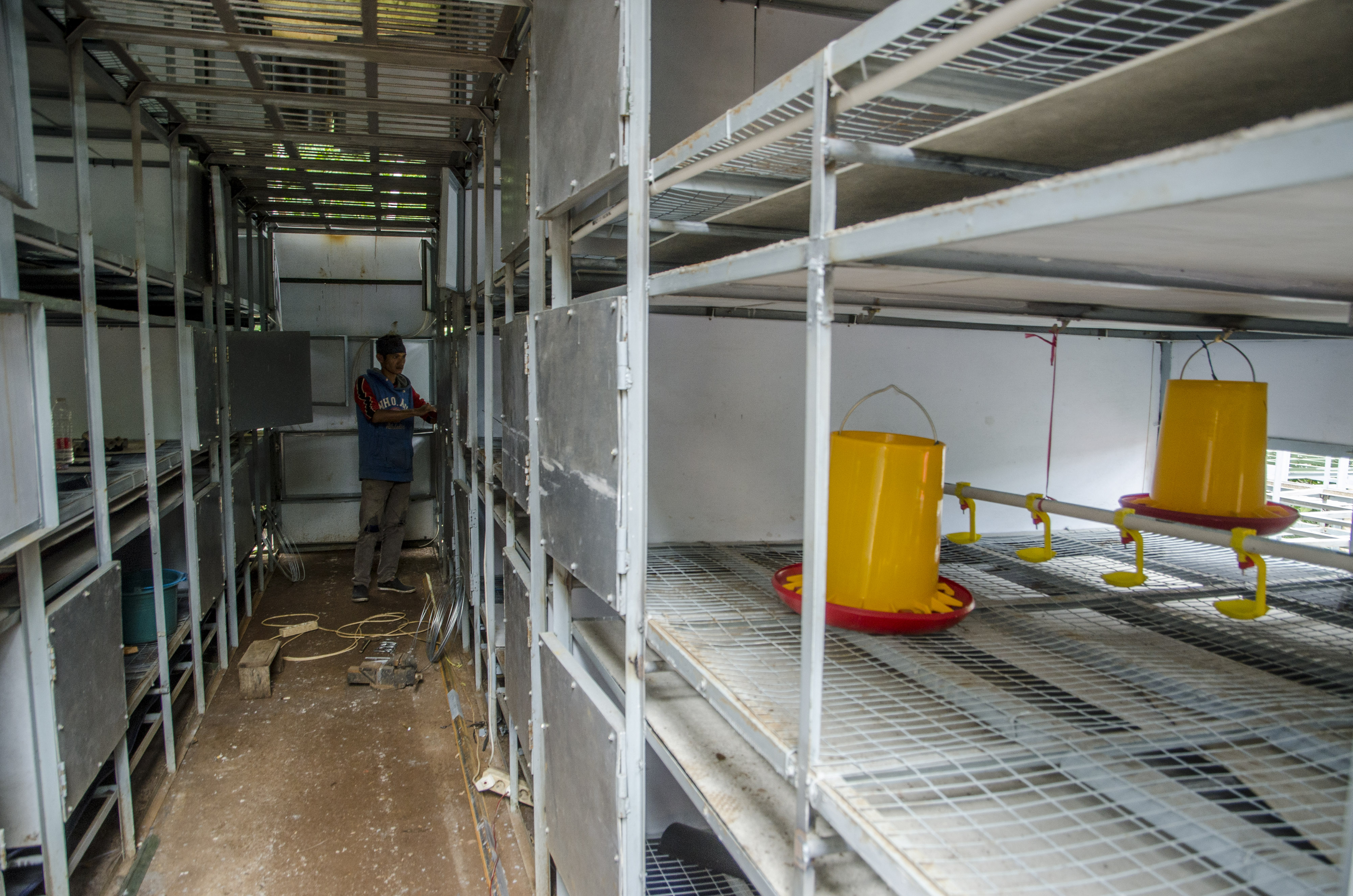 Pembangunan Peternakan Ayam Milenial 