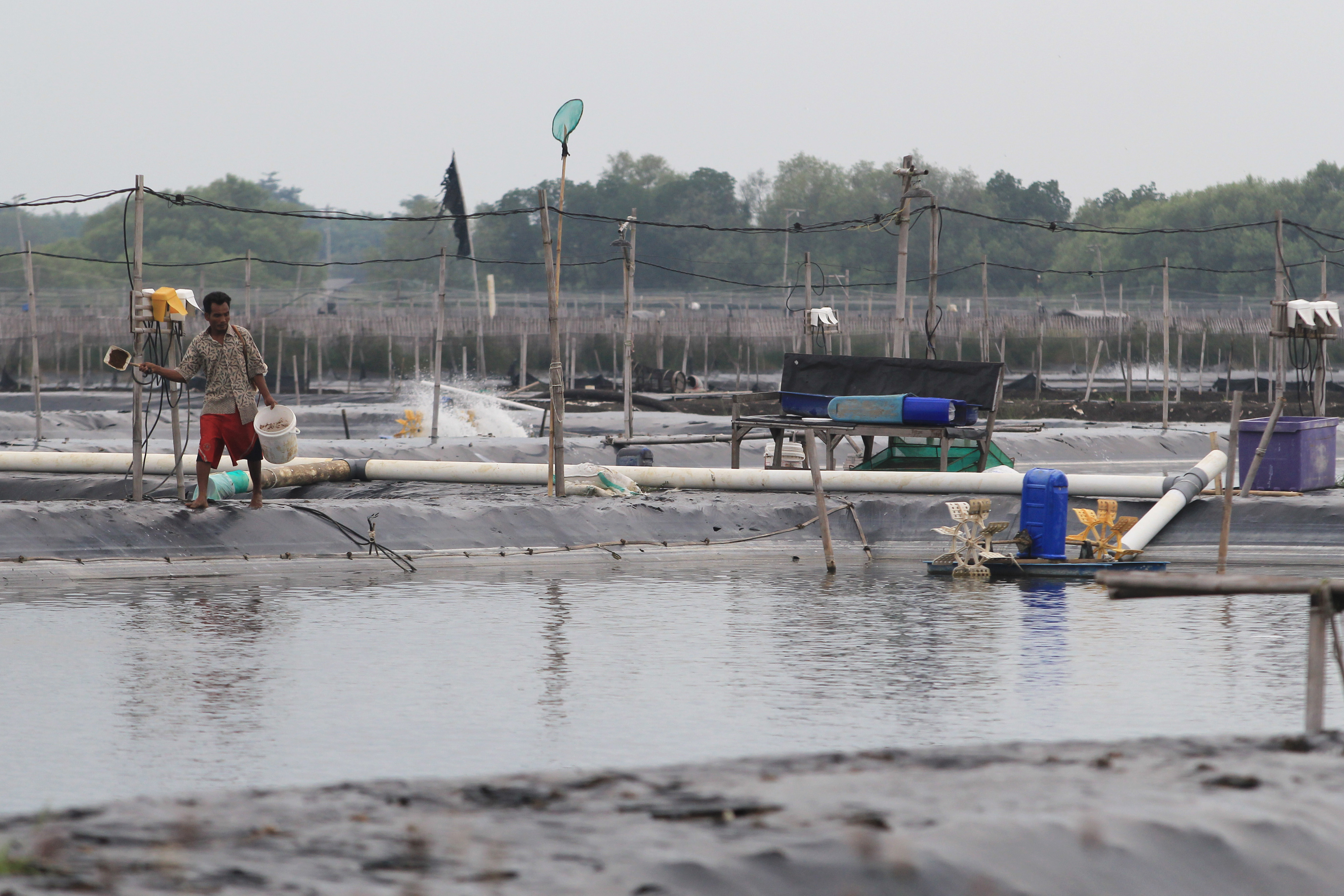 Rencana Revitalisasi Tambak Udang
