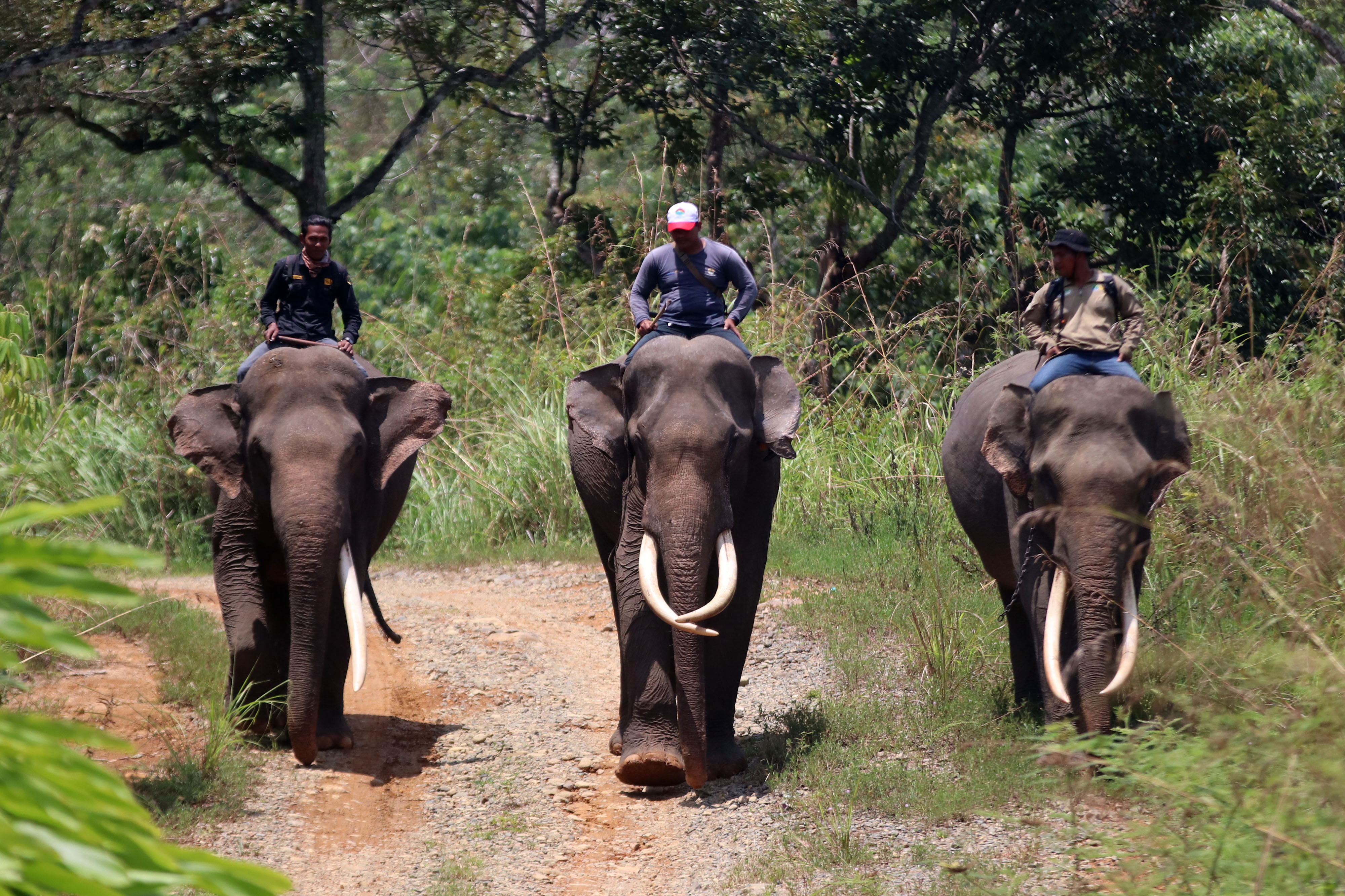 Patroli Konflik Gajah di Aceh 