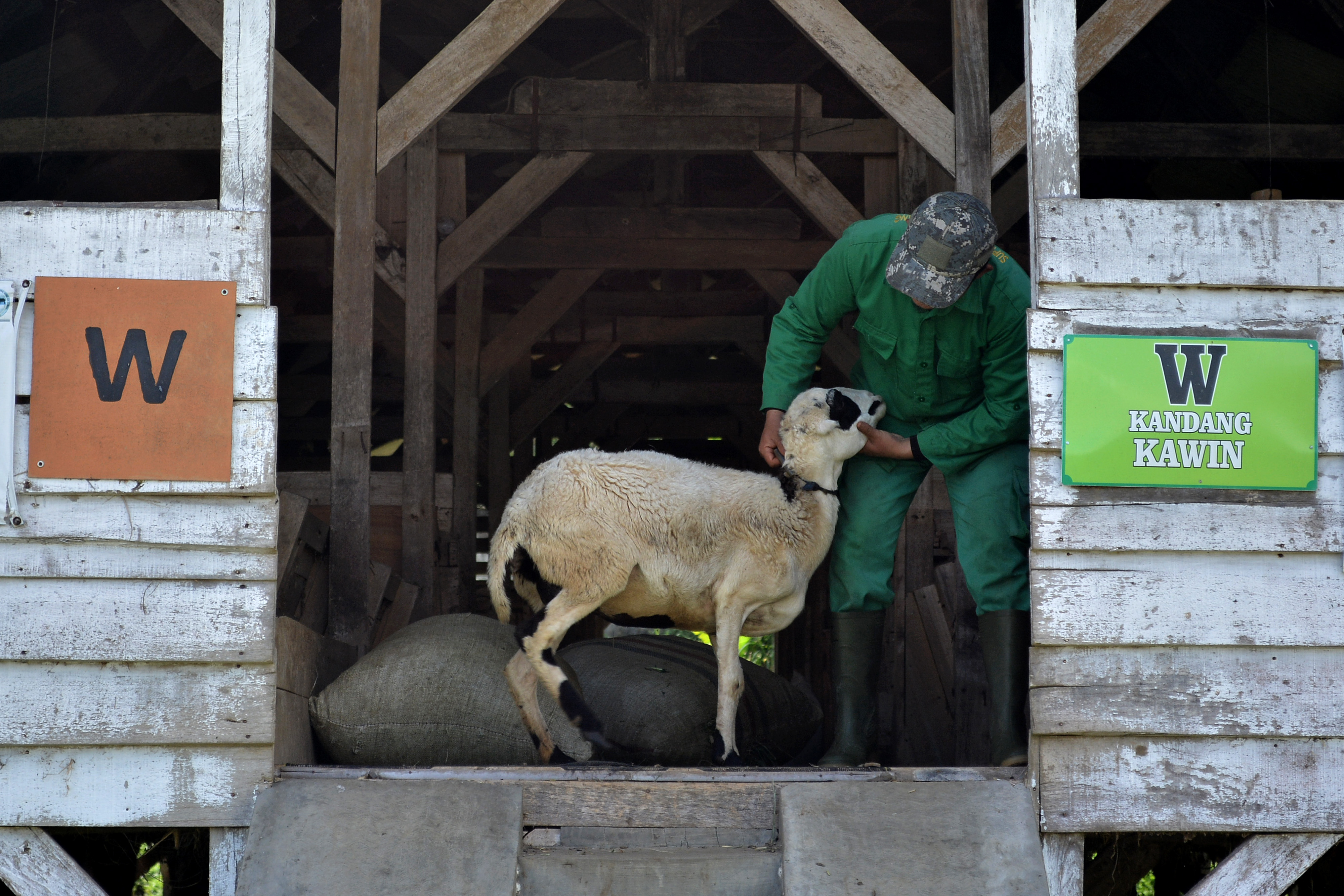 Pelestarian Domba Garut
