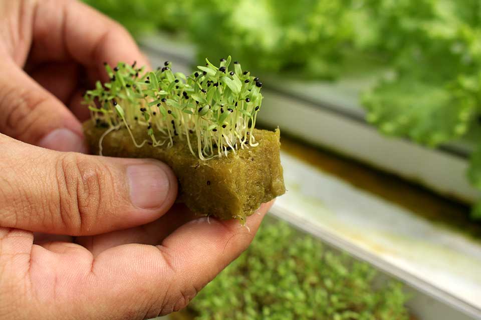 Budidaya Sayur Dengan Sistem Hidroponik