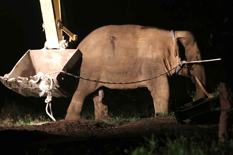 Translokasi Gajah Liar di Aceh