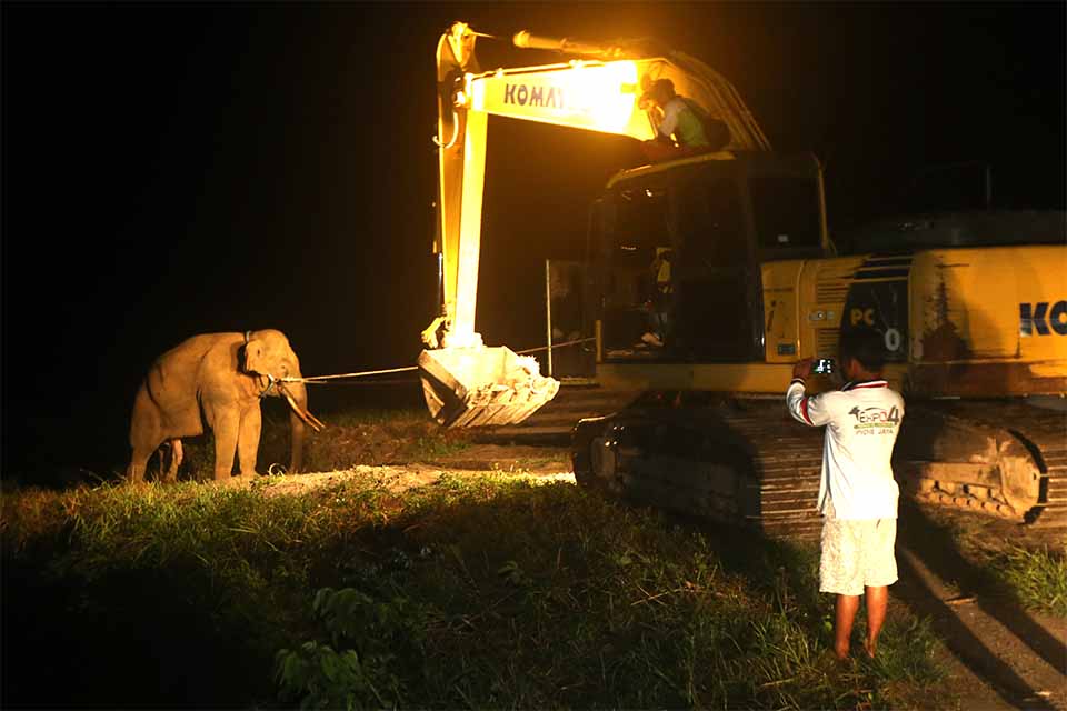 Translokasi Gajah Liar di Aceh