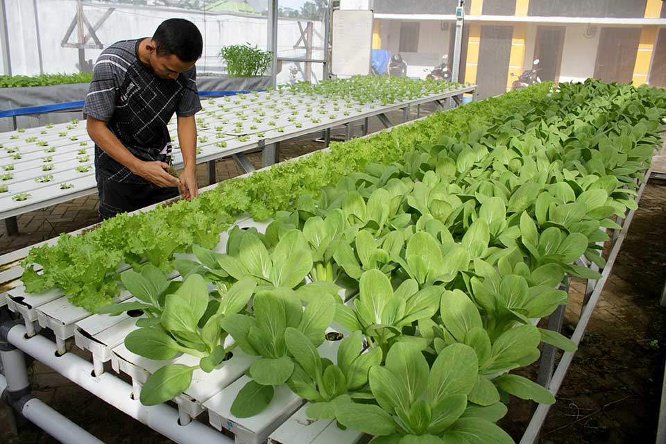 Budidaya Sayur Dengan Sistem Hidroponik