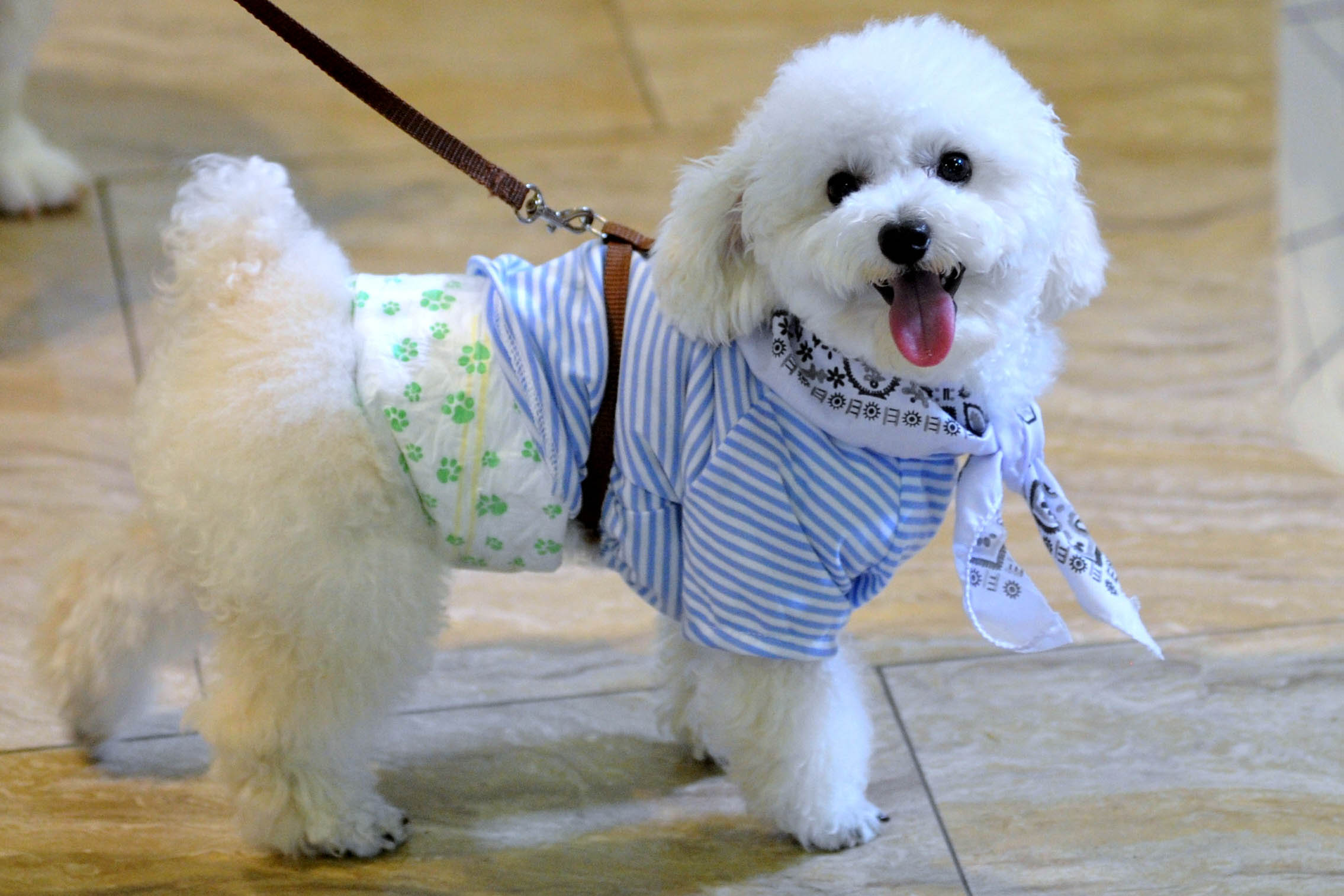 Kontes Kostum Anjing 