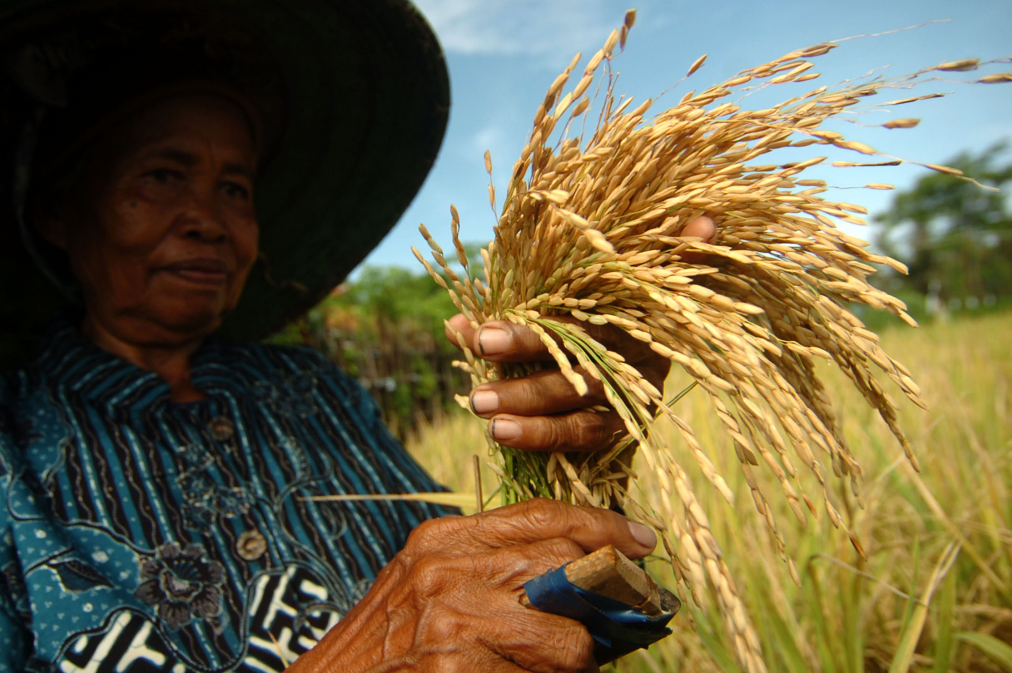 Tegal Menolak Impor Beras