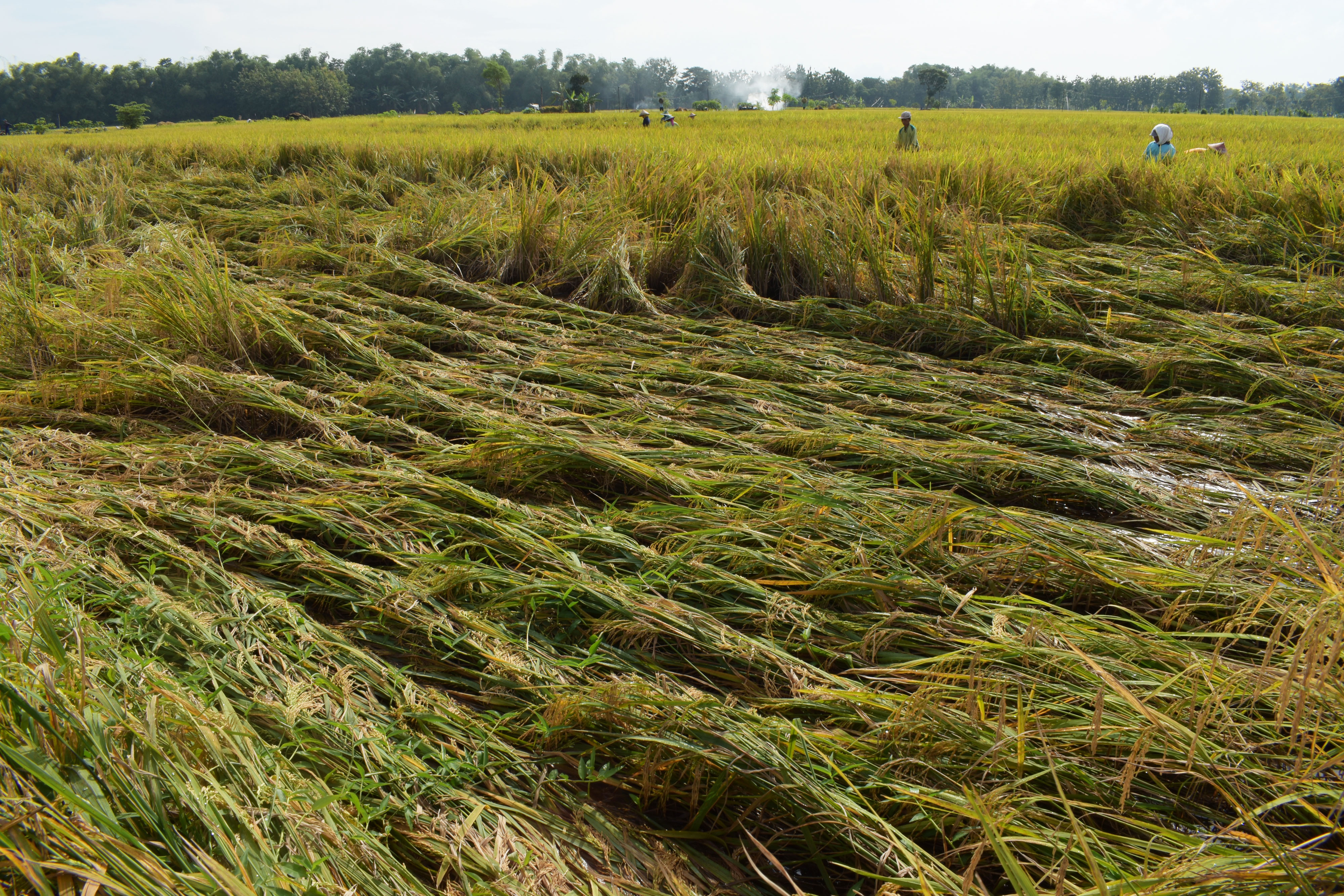 Tanaman Padi Roboh Akibat Hujan Deras Disertai Angin