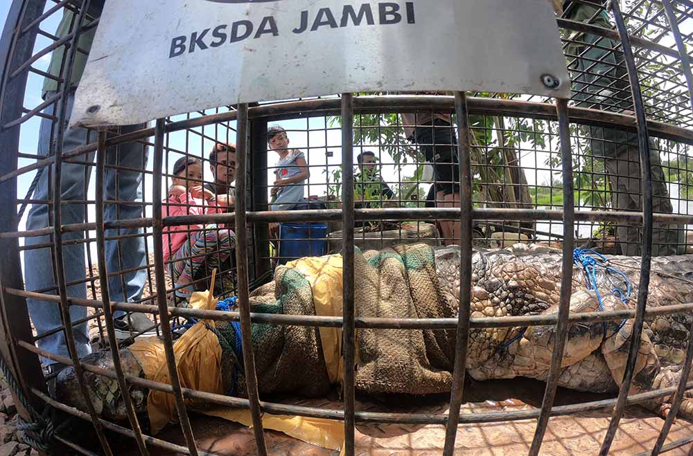 Pelepasliaran Buaya di Sugai Benu