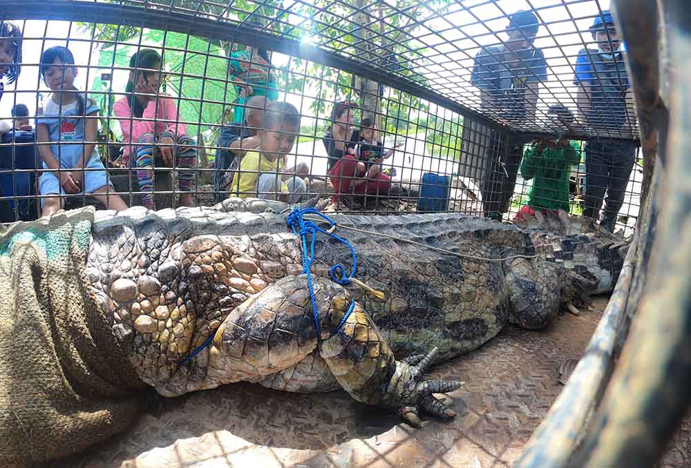 Pelepasliaran Buaya di Sugai Benu