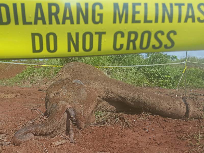 Gajah Sumatera Mati Di Aceh Jaya