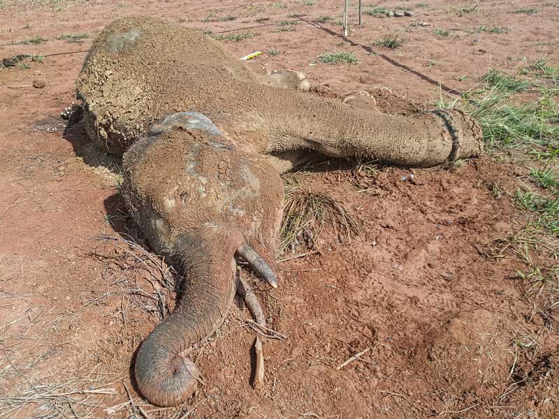 Gajah Sumatera Mati Di Aceh Jaya