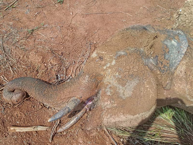 Gajah Sumatera Mati Di Aceh Jaya