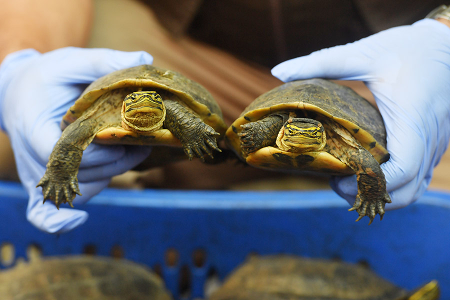 Petugas Amankan 633 Satwa Tanpa Dokumen di Jawa Timur 
