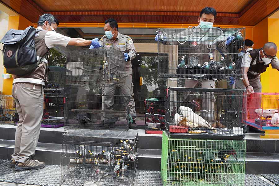 Petugas Amankan 633 Satwa Tanpa Dokumen di Jawa Timur 