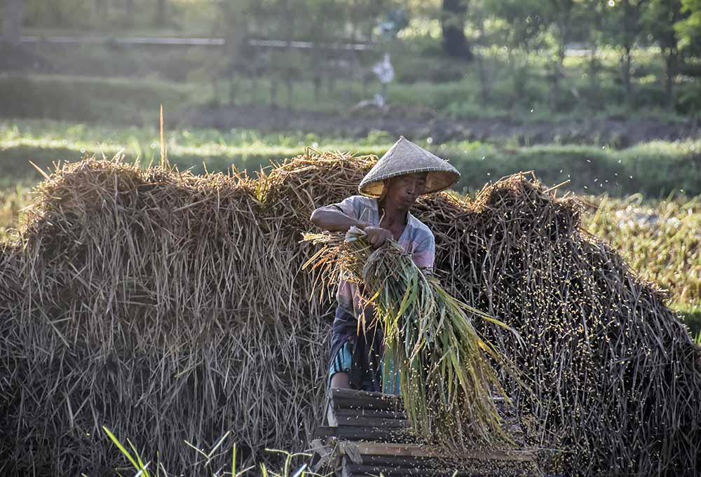 Panen Padi 2020 Berkurang dari Tahun Sebelumnya