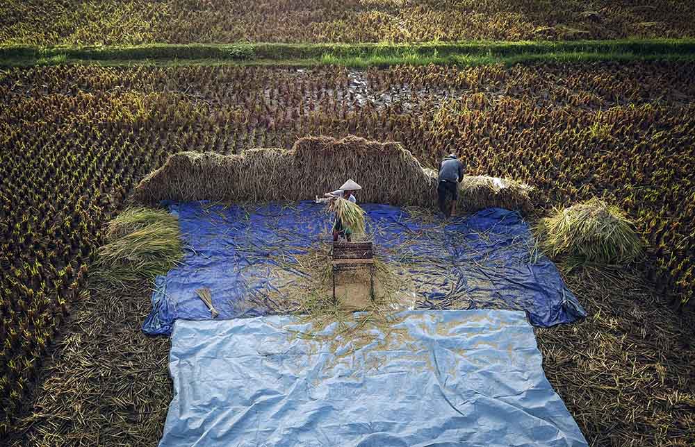 Panen Padi 2020 Berkurang dari Tahun Sebelumnya