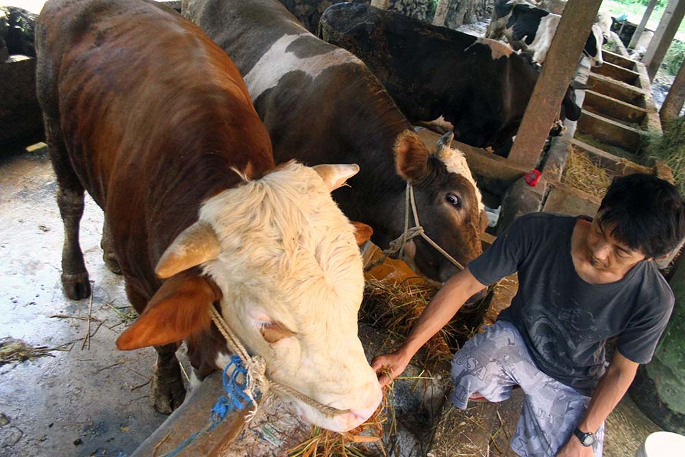 Upaya Pemenuhan Kebutuhan Daging Sapi Nasional 