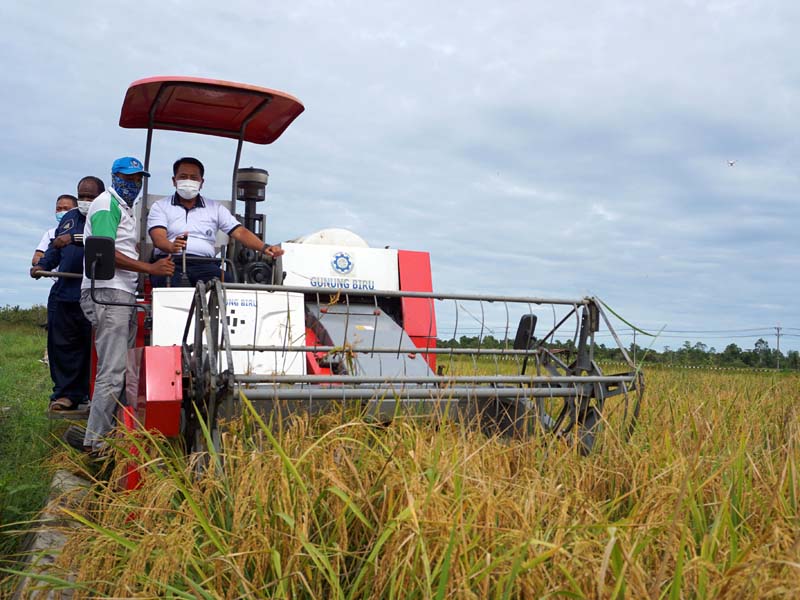 TNI AL Manfaatkan Lahan Tidur menjadi Sawah