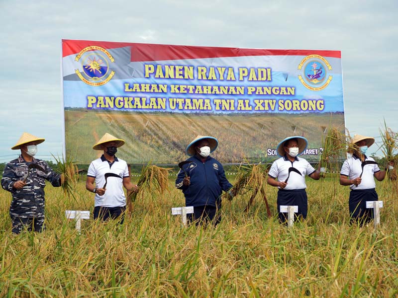 TNI AL Manfaatkan Lahan Tidur menjadi Sawah