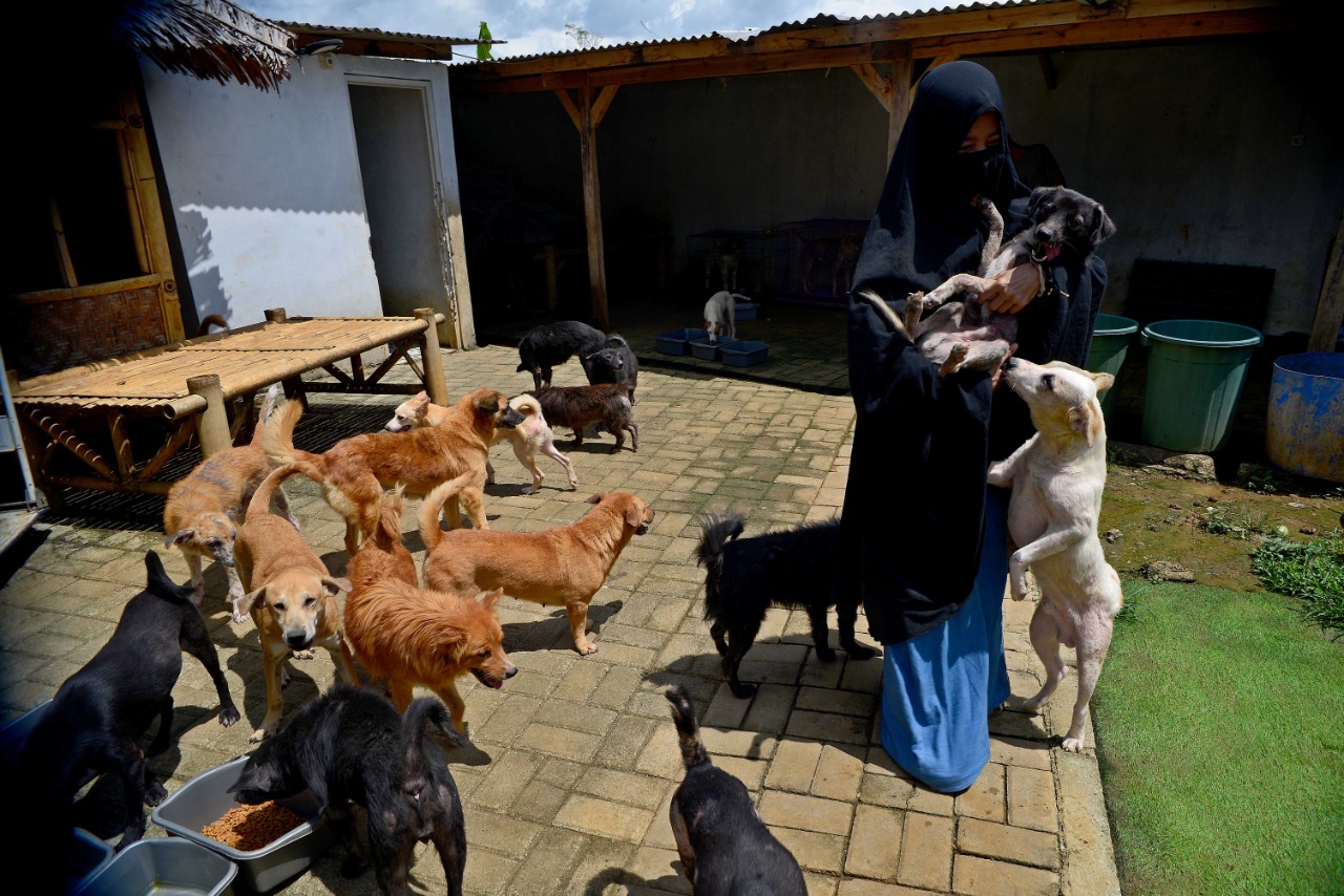 Rumah Penampungan Anjing Liar Green House 
