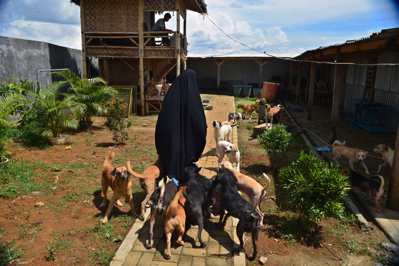 Rumah Penampungan Anjing Liar Green House 