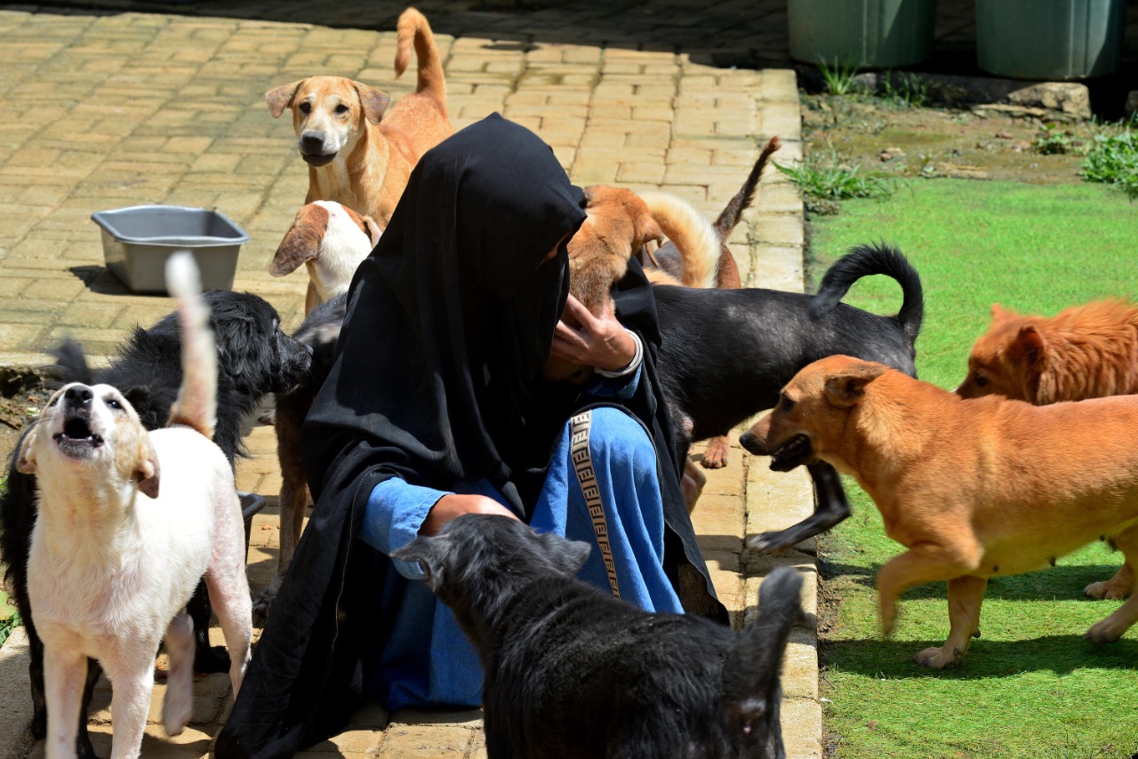 Rumah Penampungan Anjing Liar Green House 