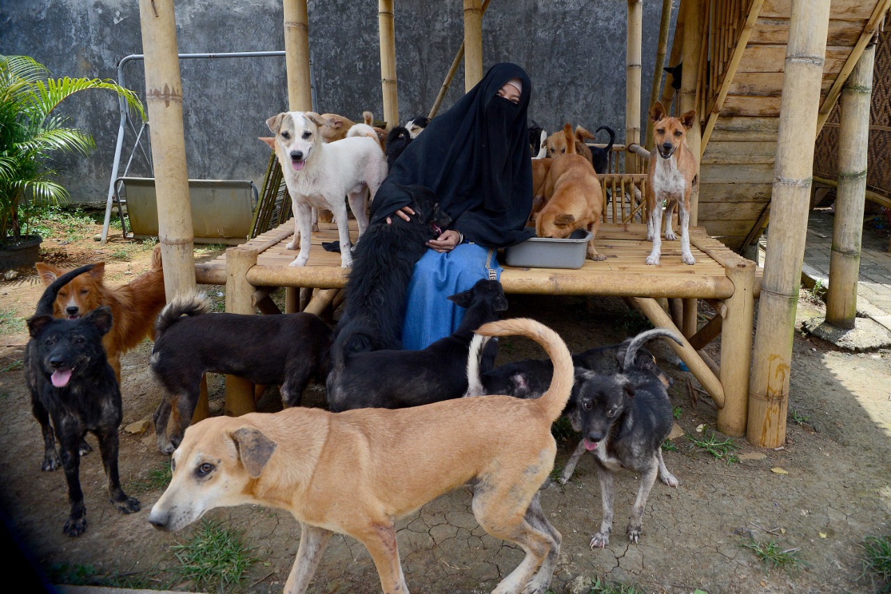 Rumah Penampungan Anjing Liar Green House 
