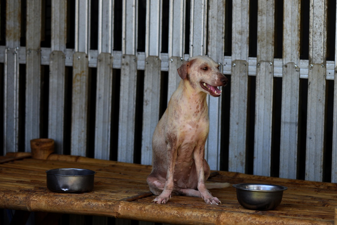 Rumah Penampungan Anjing Liar Green House 