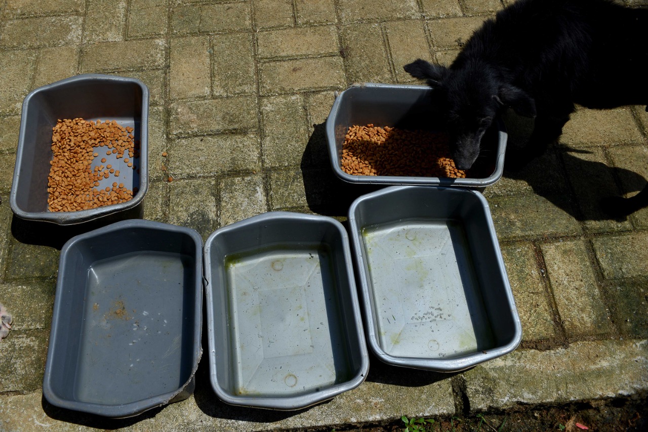 Rumah Penampungan Anjing Liar Green House 