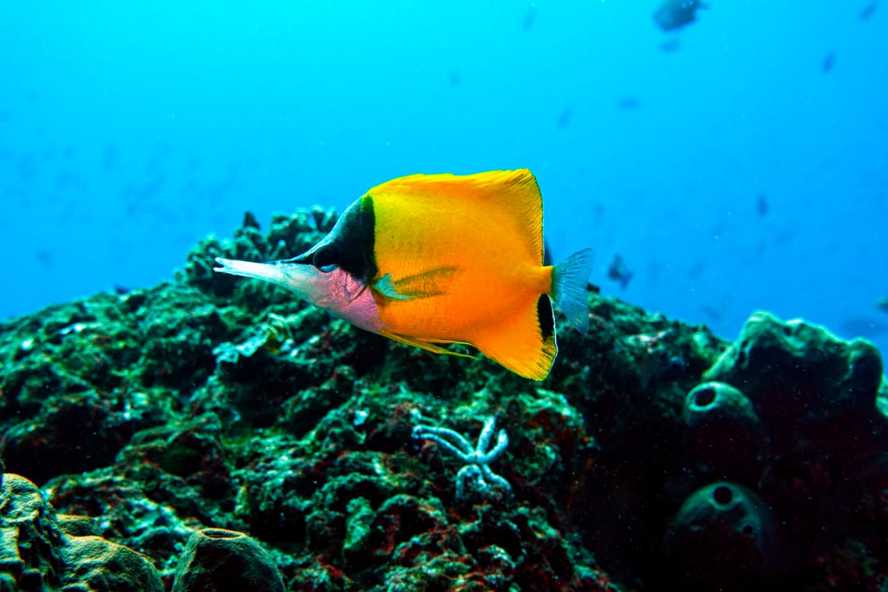Wisata Bawah Laut Nusa Penida 
