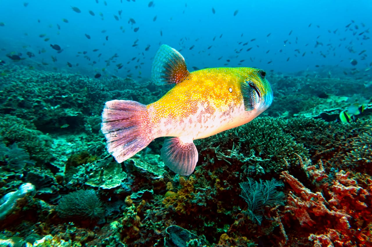Wisata Bawah Laut Nusa Penida 