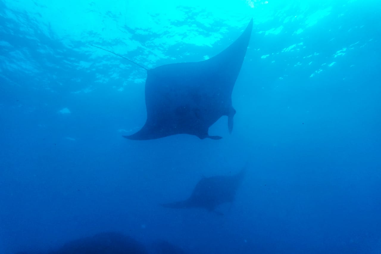 Wisata Bawah Laut Nusa Penida 