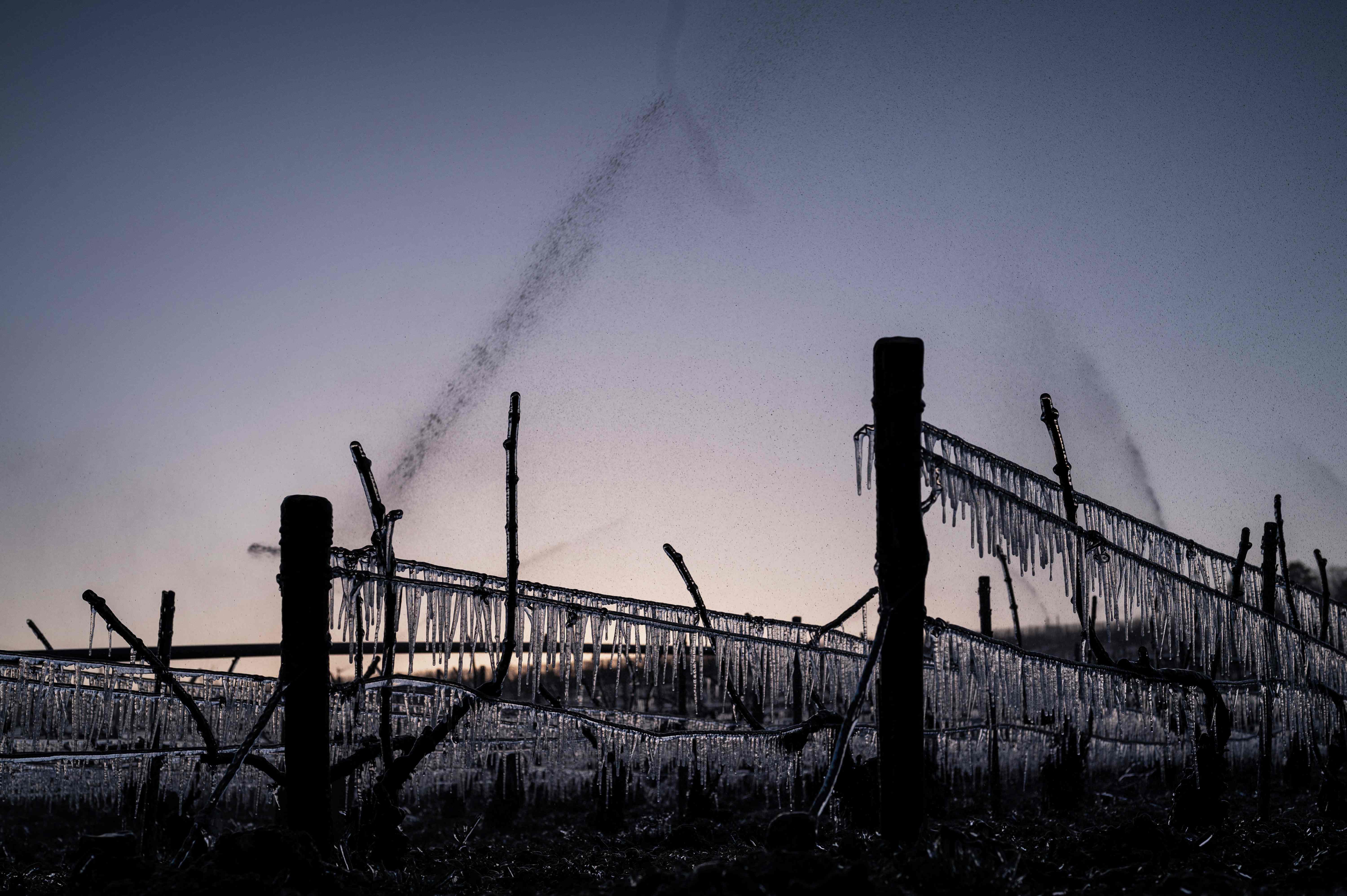  Petani Perancis Nyalakan Lilin untuk Selamatkan Tanaman Anggur 