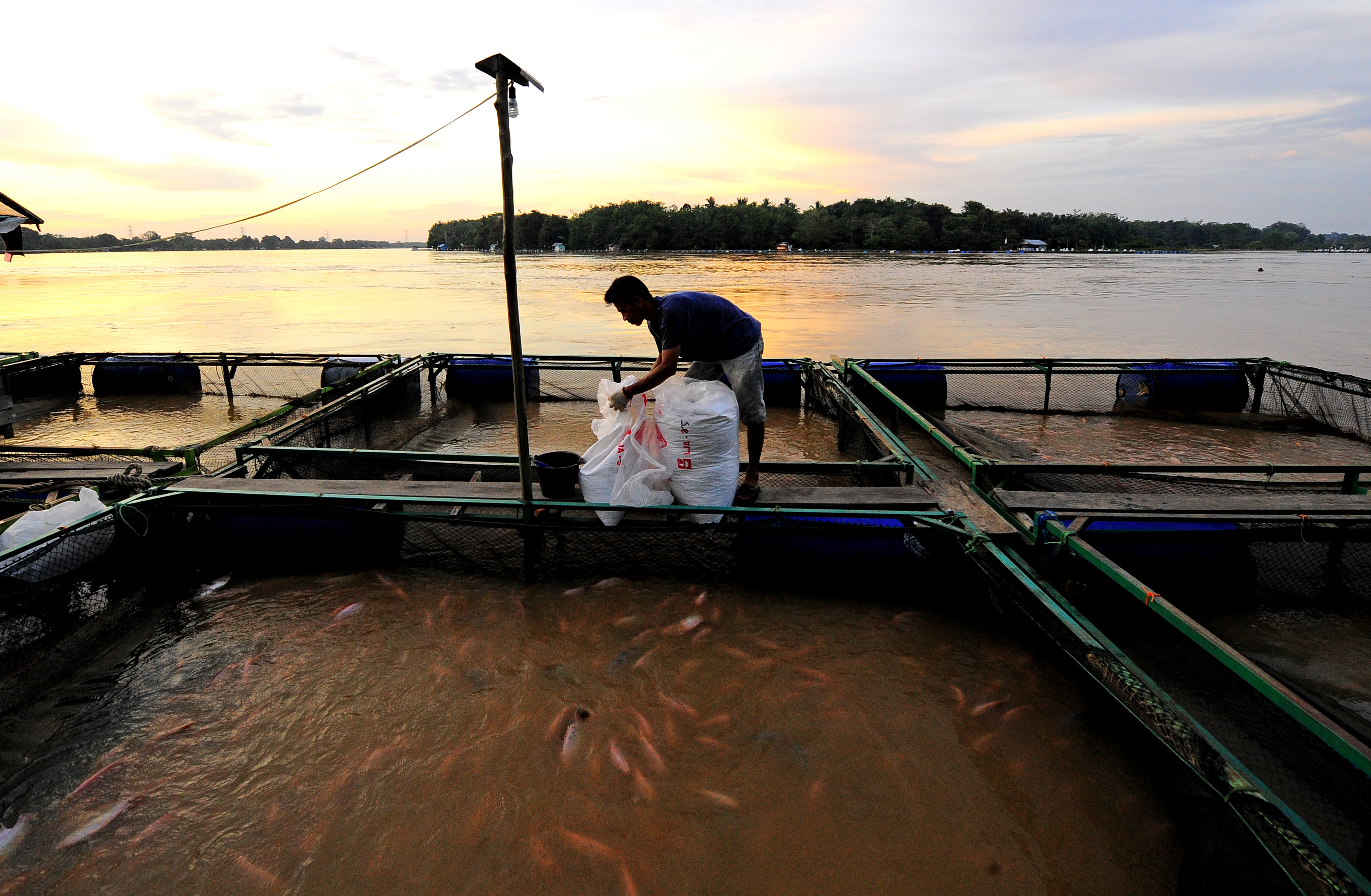 Budi Daya Ikan Nila  di Sungai Batanghari
