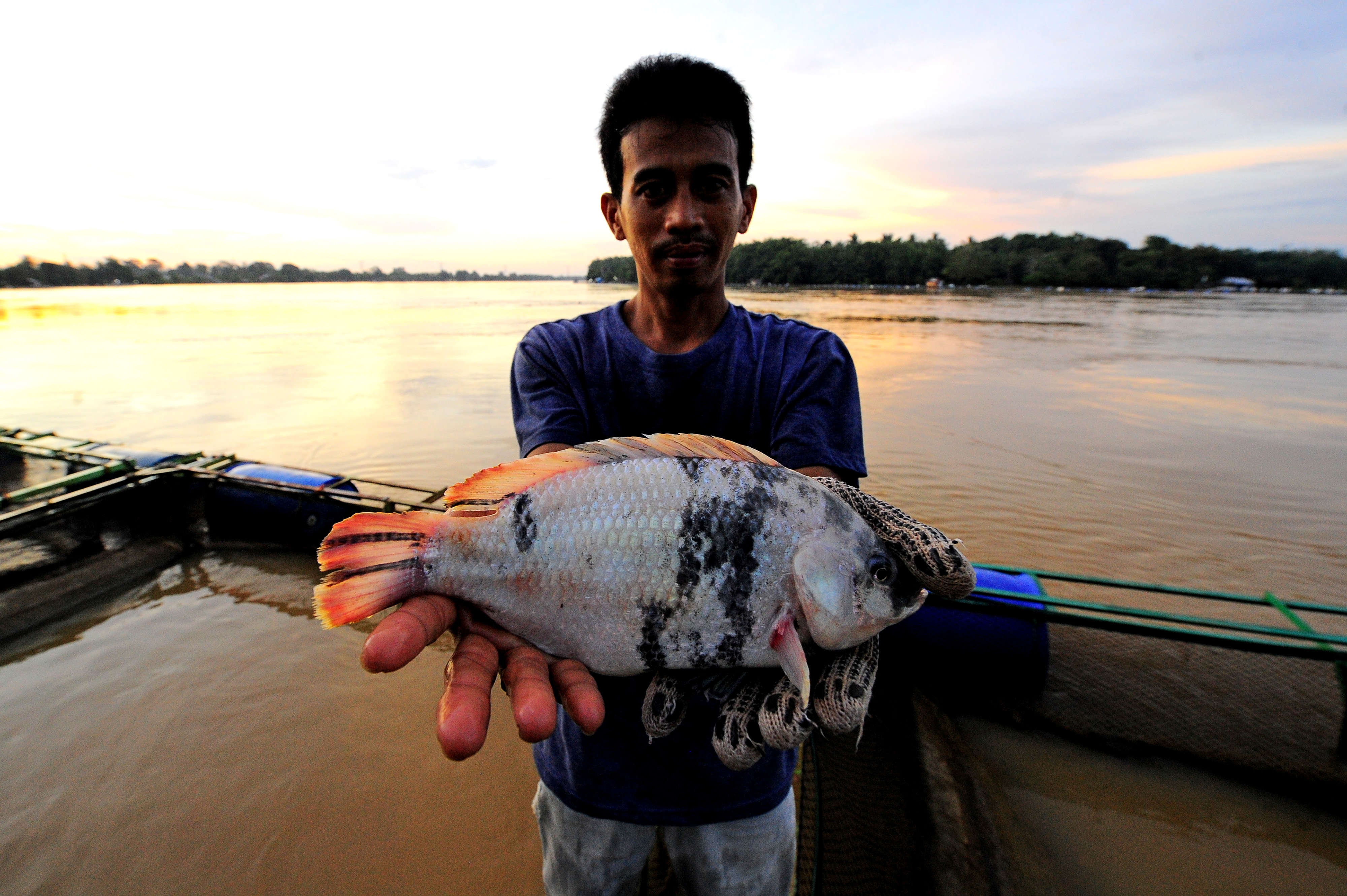 Budi Daya Ikan Nila  di Sungai Batanghari