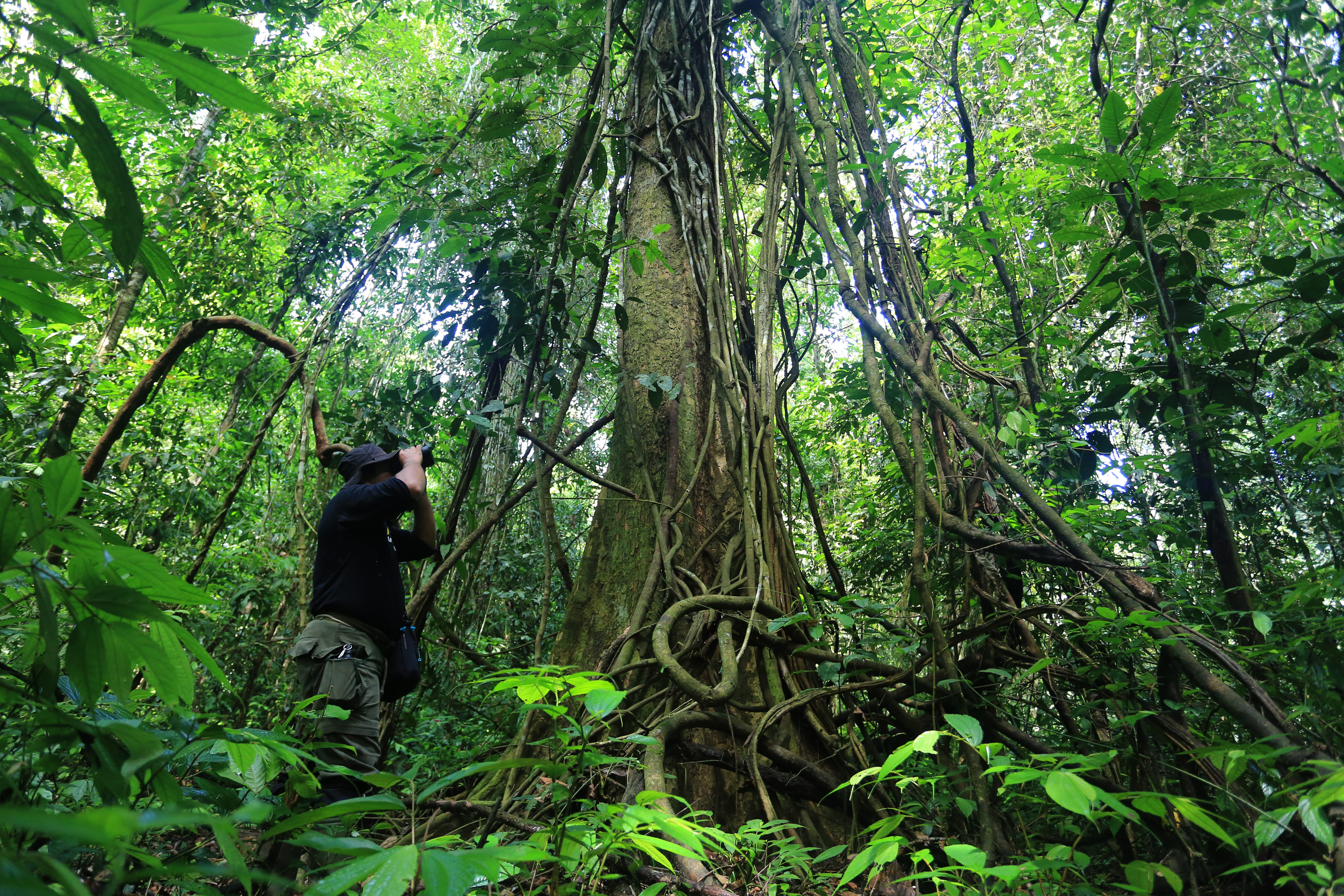 Fenologi di  Hutan Taman Nasional Gunung Leuser Aceh