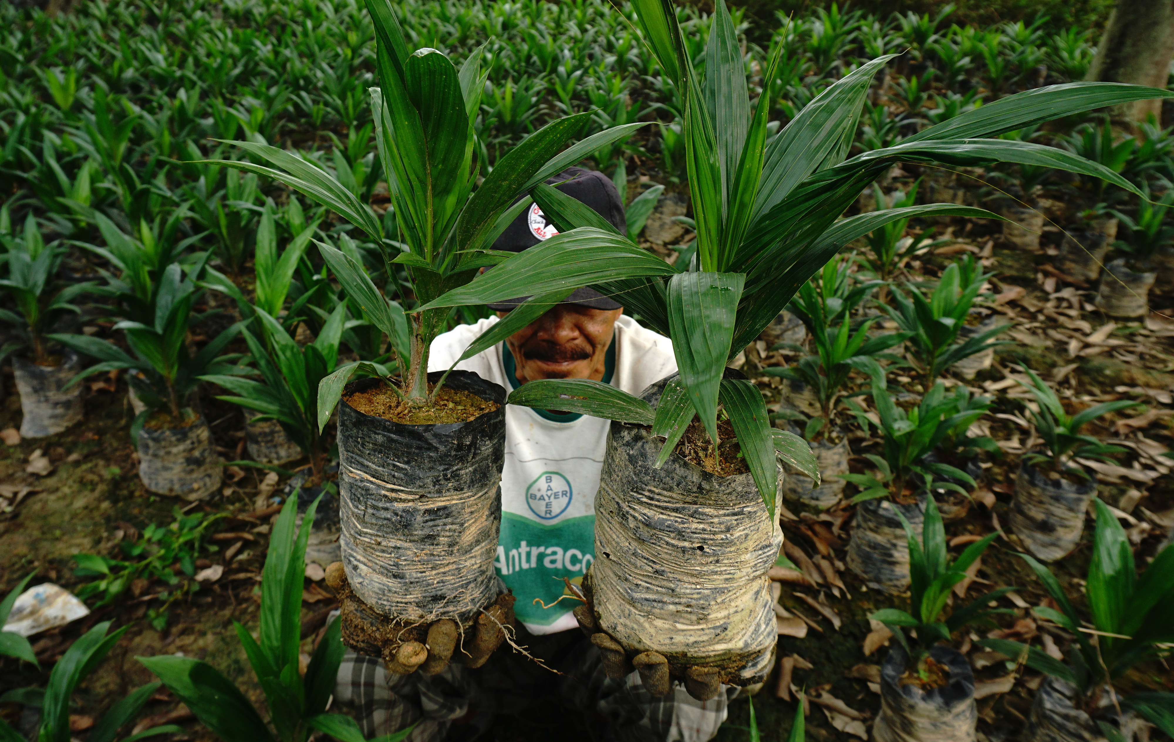 Permintaan Bibit Kelapa Sawit