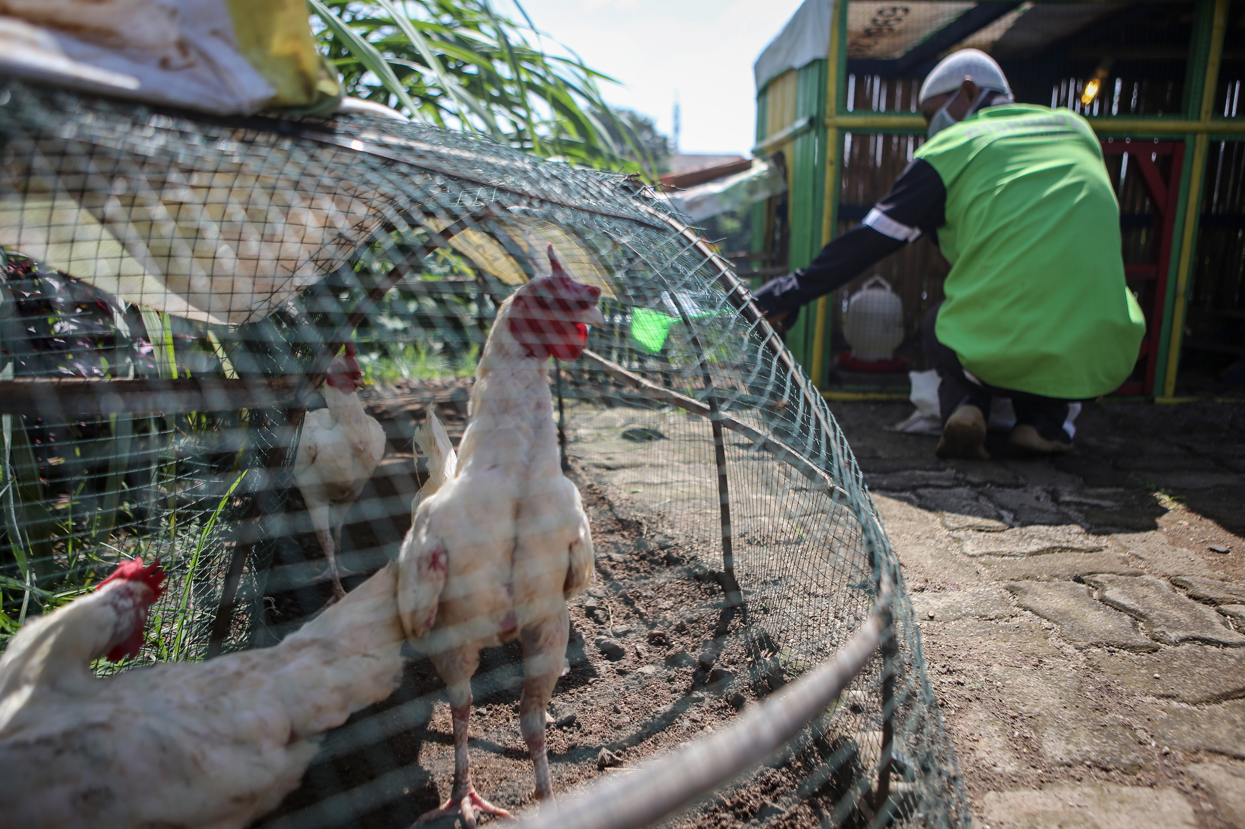Ecofarm Kampung Baru Tangerang