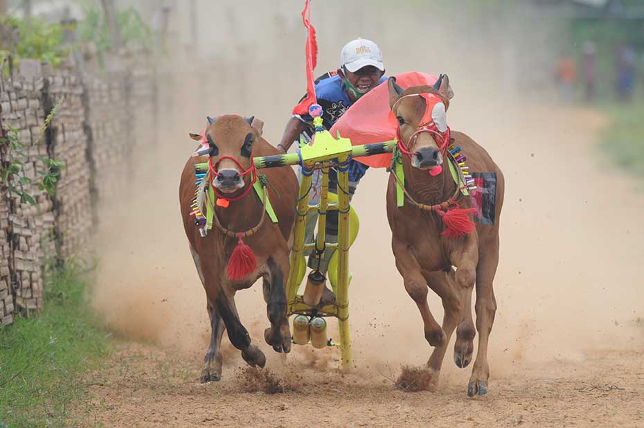 Kejuaraan Karapan Sapi di Madura