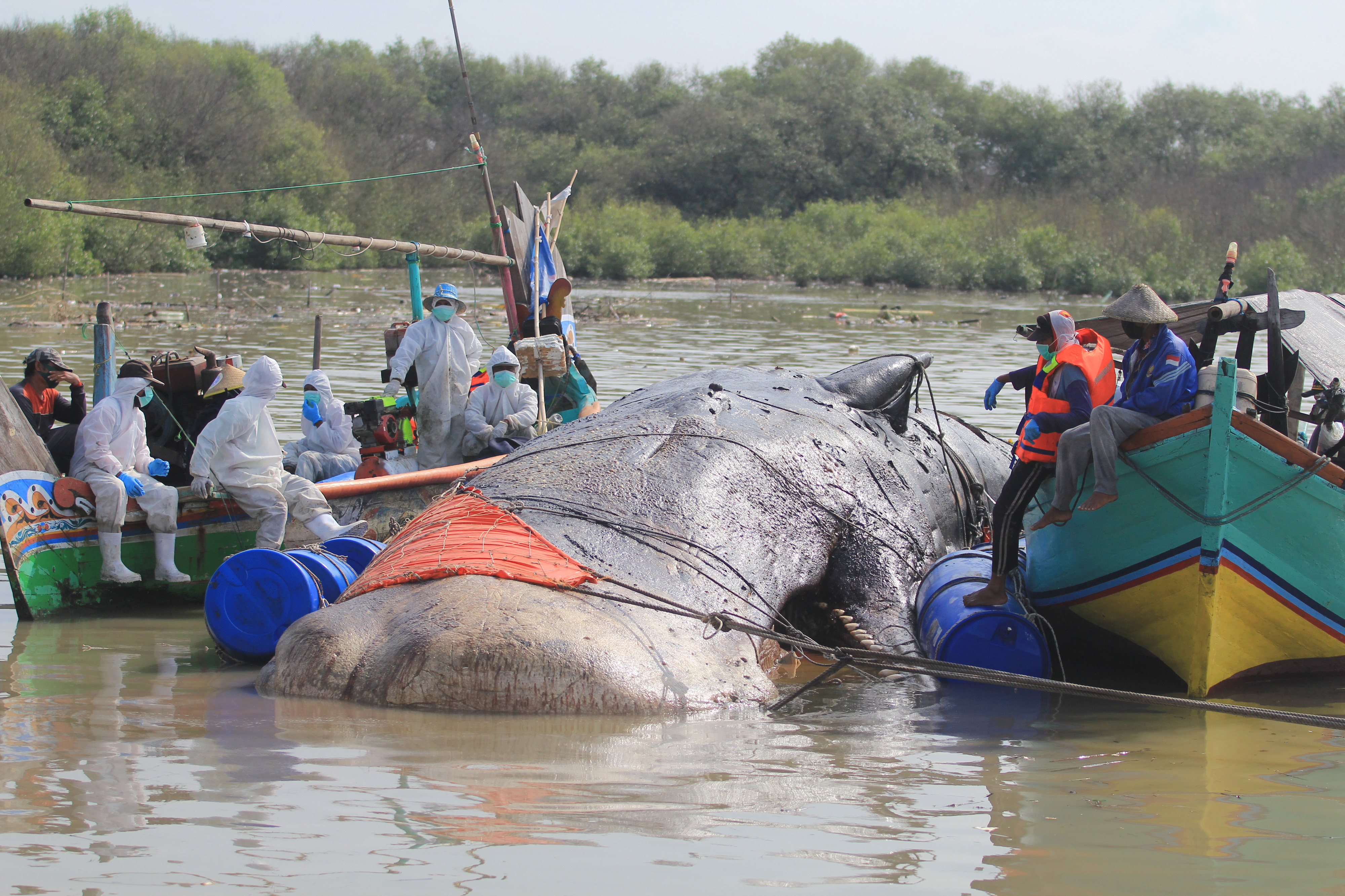Evakuasi Paus Terdampar